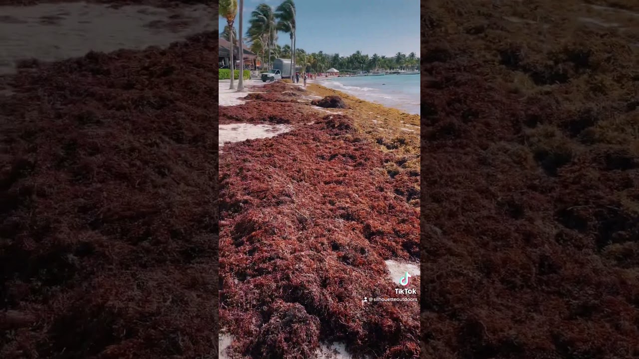 Sargassum Sea Weed Attack in Mexico and Florida!