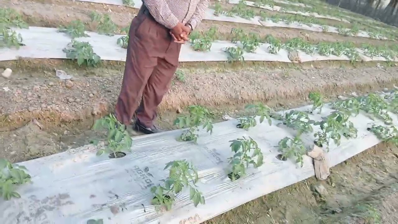 কৃষি কাজ আসলে কি সহজ। কৃষি করতে হলে জানতে হবে। 