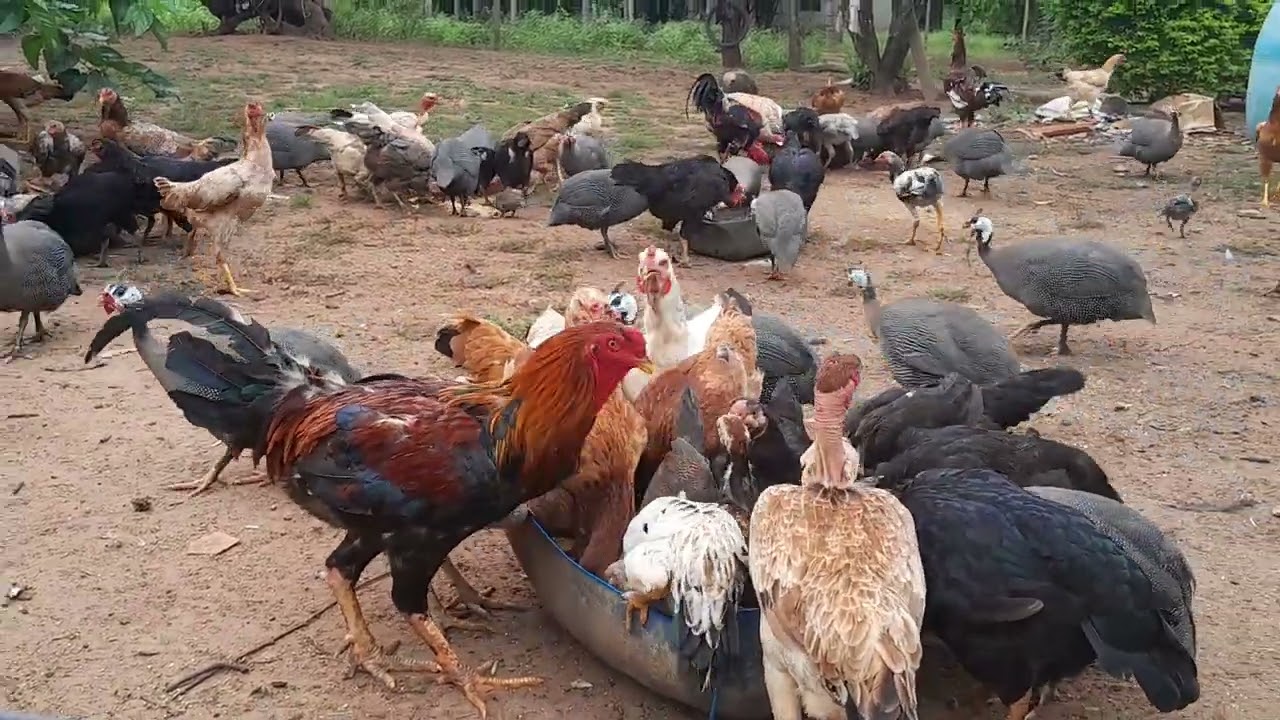#olha aí que tarde maravilhosa tratando das criação##🐔🐔🐔🐔👏👏👏👏👏🙏🙏🙏🙏🙏