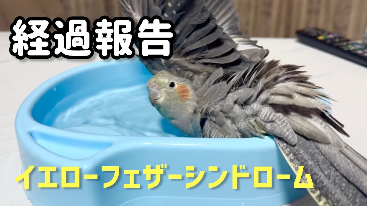 イエローフェザーシンドロームの経過報告【オカメインコ】