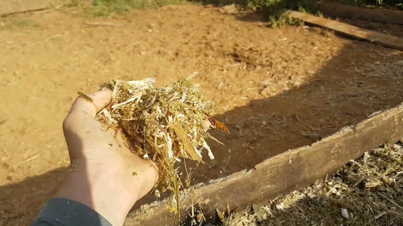 Alimento barato para o gado na seca - Bagaço de cana