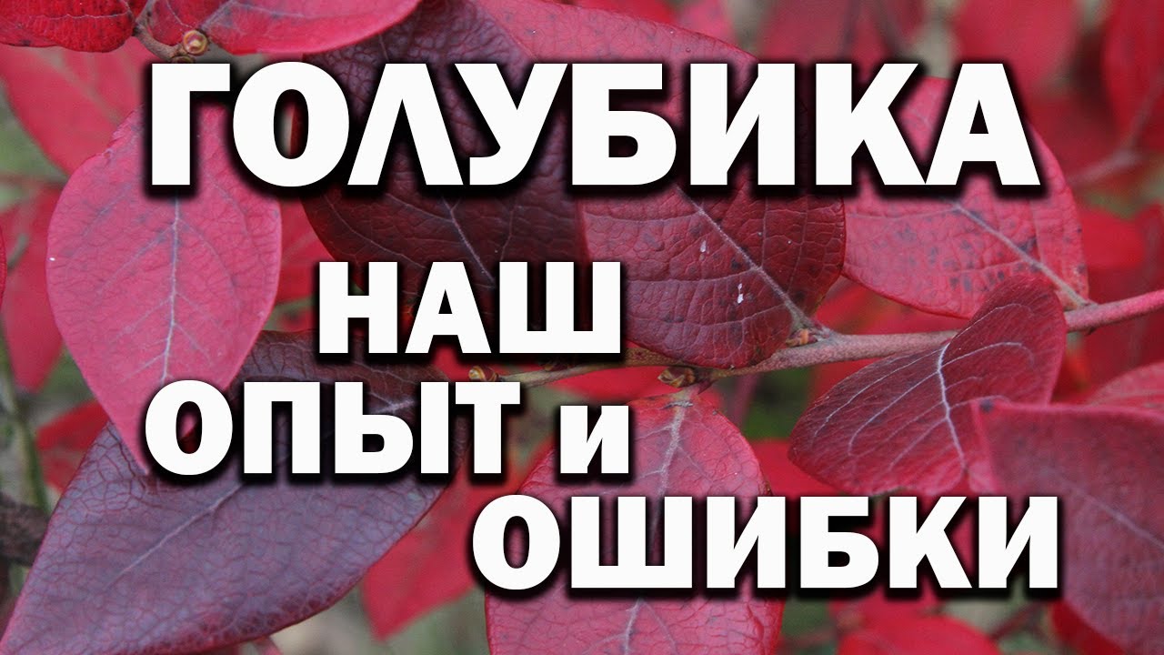 Голубика | Наш опыт и ошибки | Как вырастить полезную ягоду