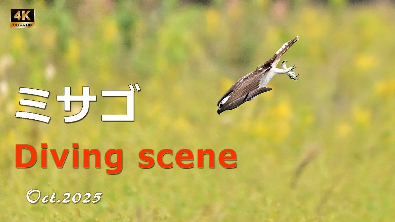 2025 ミサゴ　Diving scene【4ｋ】／山岳詩＿NikonＺ9