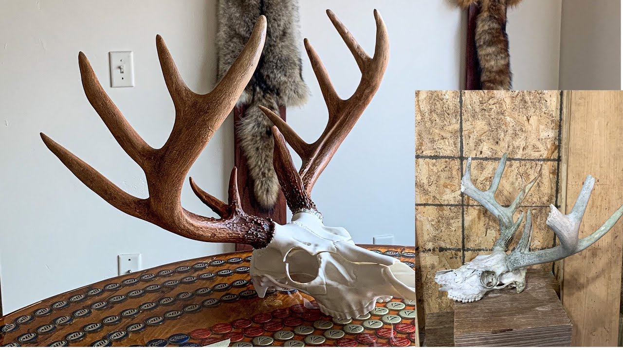 DEADHEAD RESTORATION PROJECT. Repairing, painting, staining, into European mount.