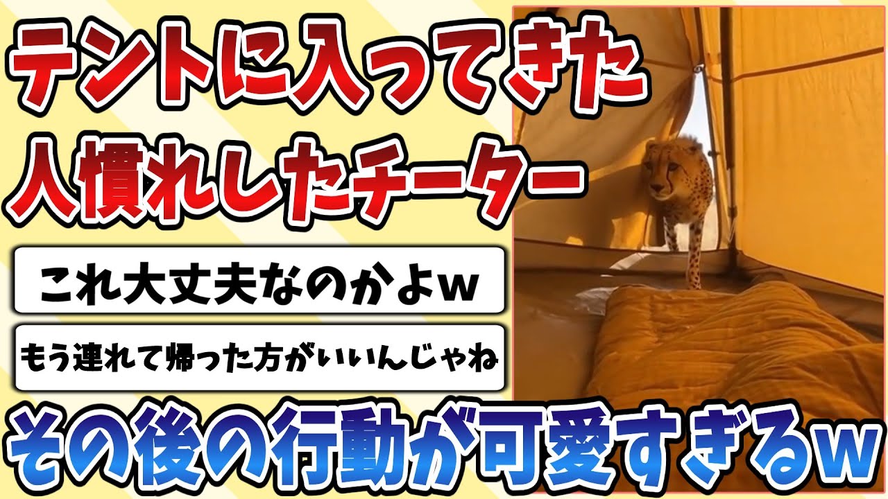 【2ch動物スレ】テントに入ってきてしまった人慣れした【チーター】のその後の行動が可愛すぎてやばいと話題にｗｗｗ