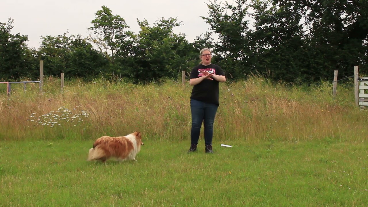 Kennel Club Good Citizen Dog Scheme - Puppy Level - Introduction