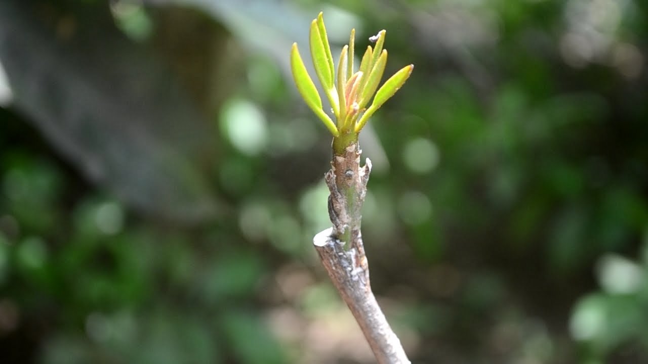 Chikoo sapodilla grafting increadible result