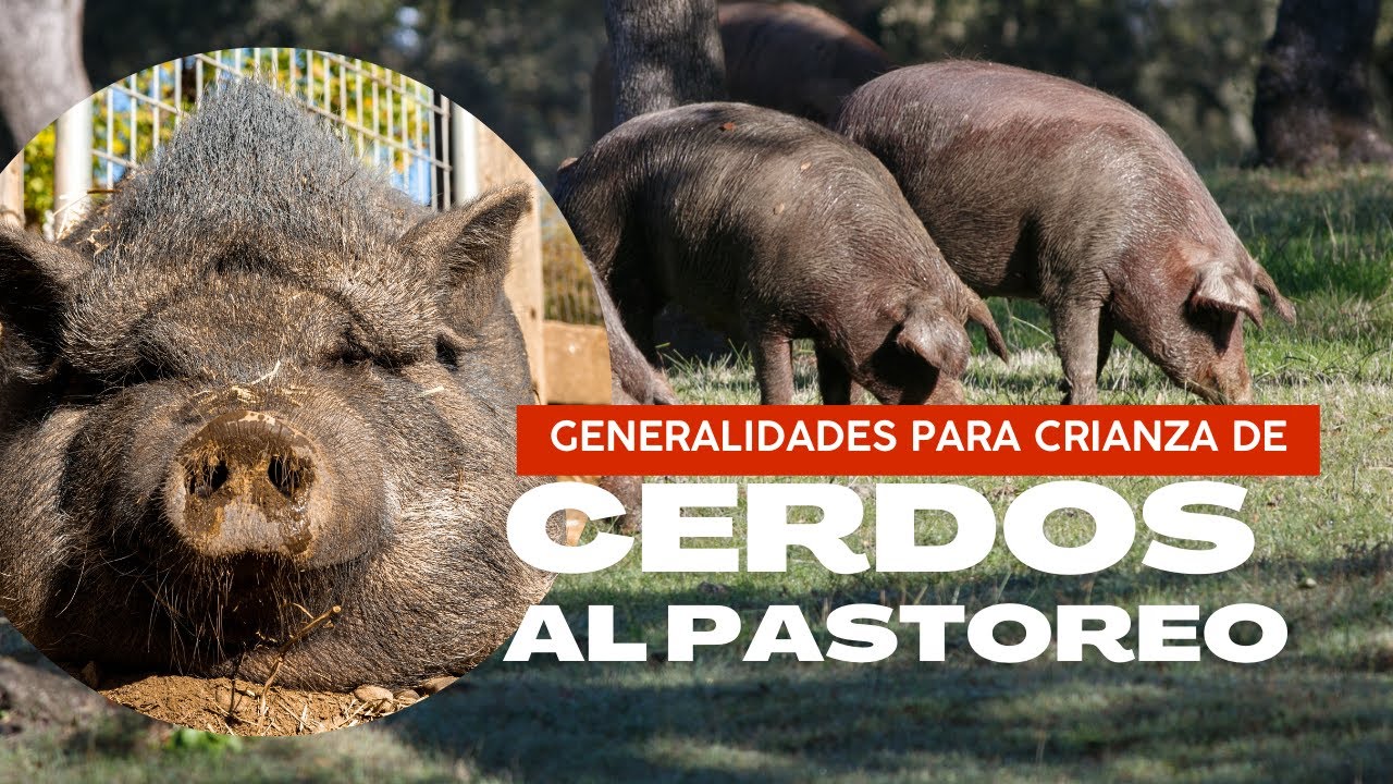CERDOS AL PASTOREO 