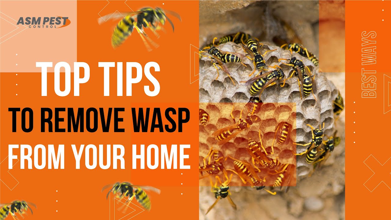 Tips for Wasp control and removal by ASM Pest Control
