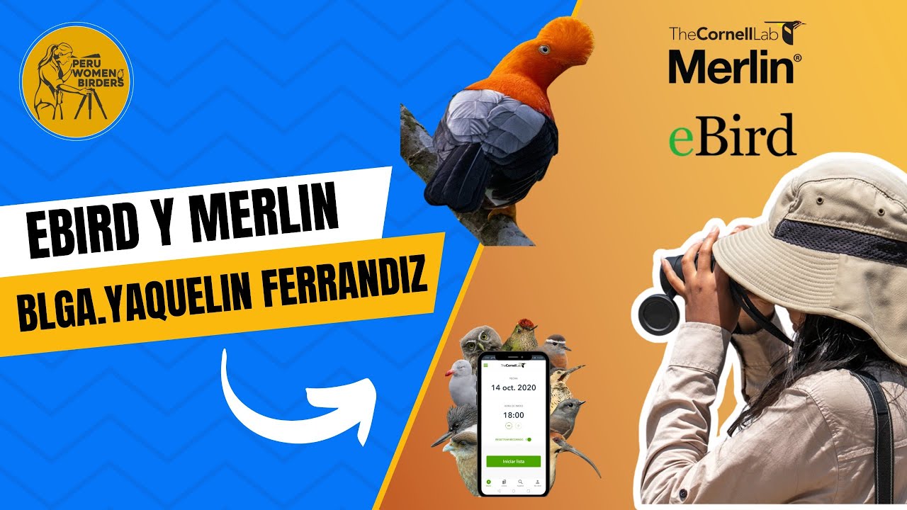 Blga. Yaquelin Ferrandiz | eBIRD & Merlin PERU