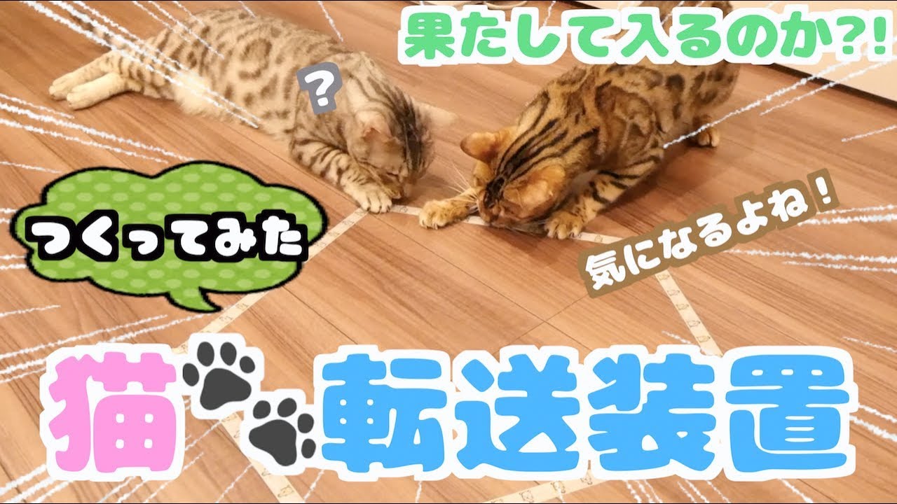 床に猫を呼び寄せる転送装置を作ったら猫たちの反応が。。。