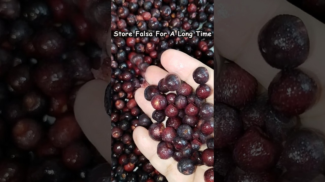 How to Freeze Falsa For A Long Time - Tips To Store Grewia Asiatica #shorts Preserve Black Currant