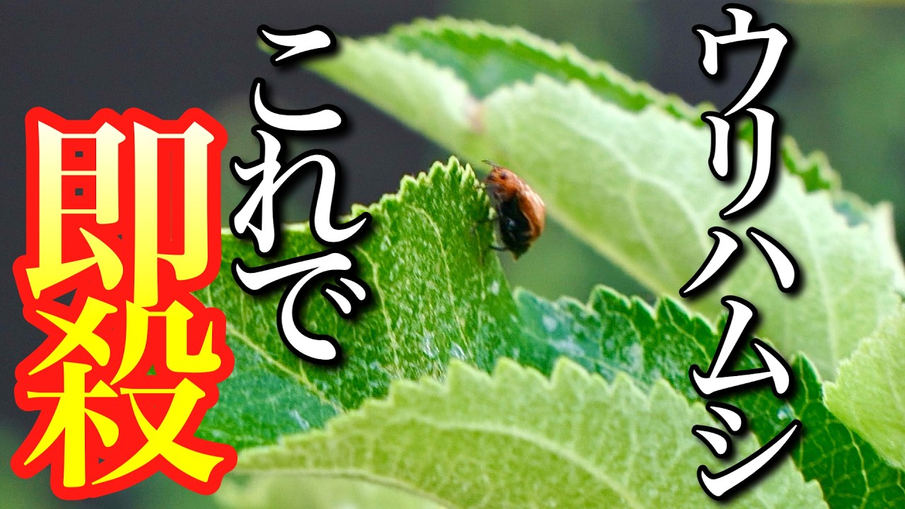 【30秒でヤれる】ウリハムシは家にあるもので速攻で駆除・対策できます