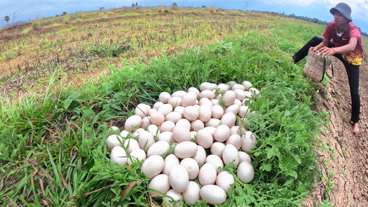 WOW - A lot of duck eggs under grass amazing man pick a lot of by skills hand