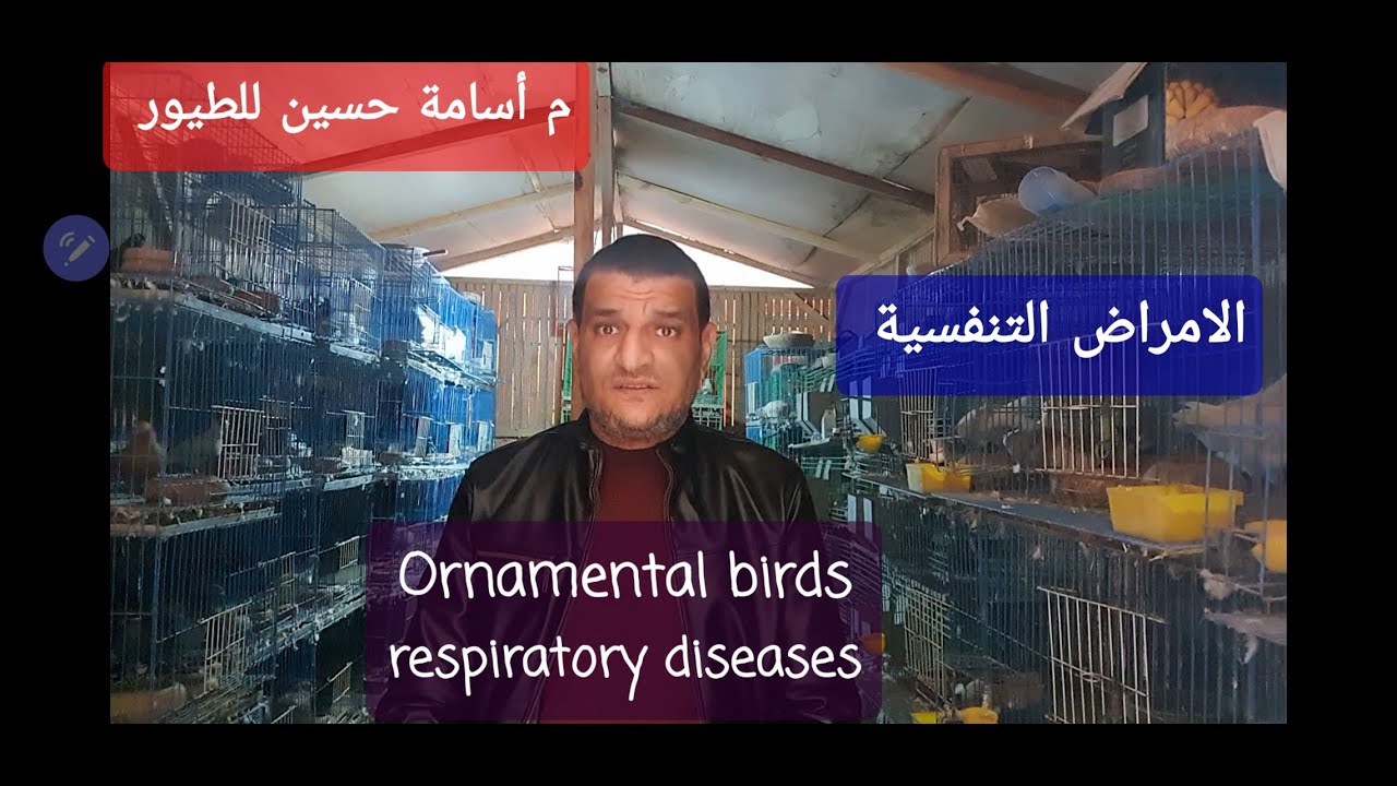 Treating respiratory disease in birds أرخص وأسهل علاج للمرض التنفسي في الطيور م أسامة حسين