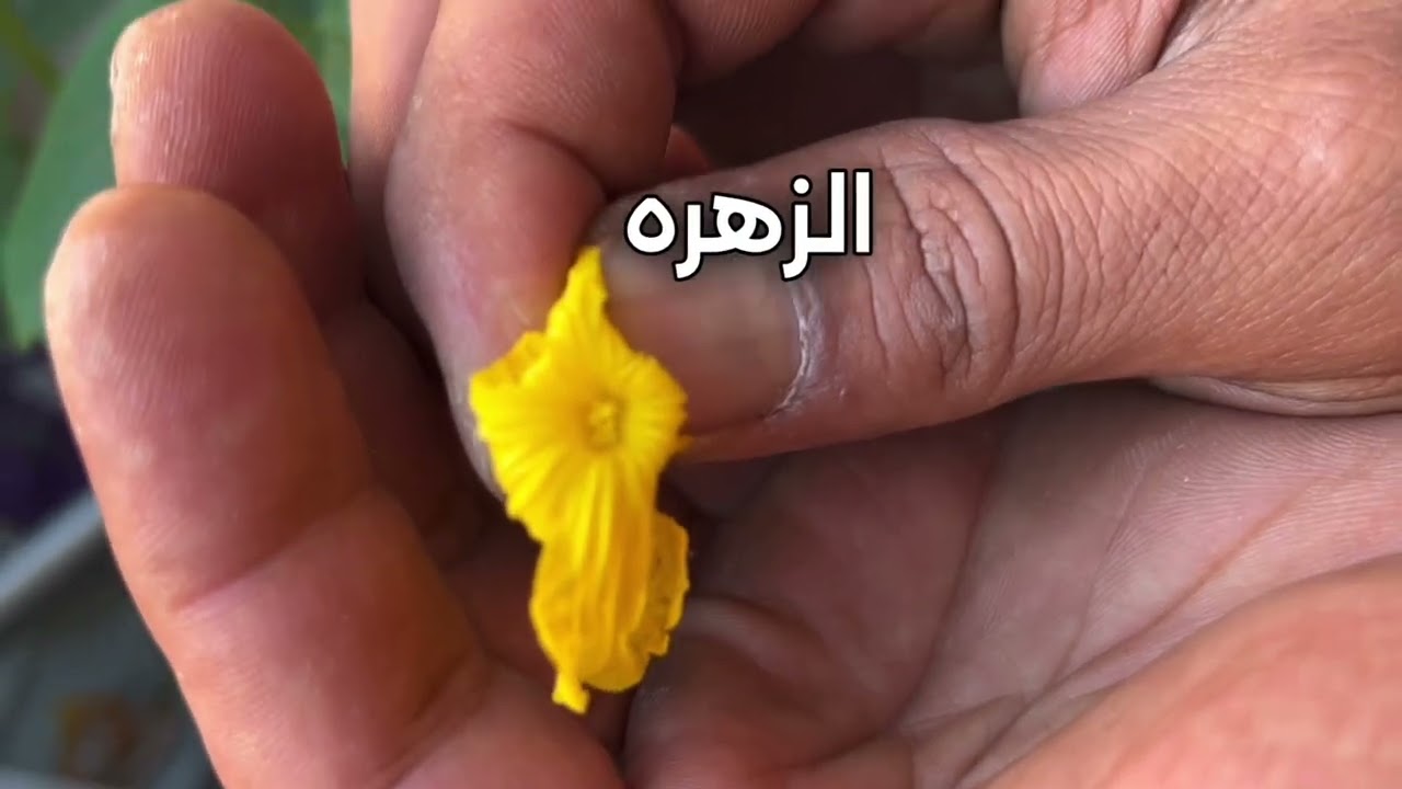 الطريقه الصحيحه التلقيح اليدوي للخيار - الفرق بين الزهور الذكر و الأنثى
