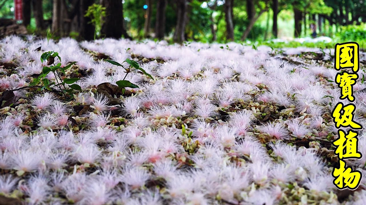 國寶級處於瀕危植物 穗花棋盤腳