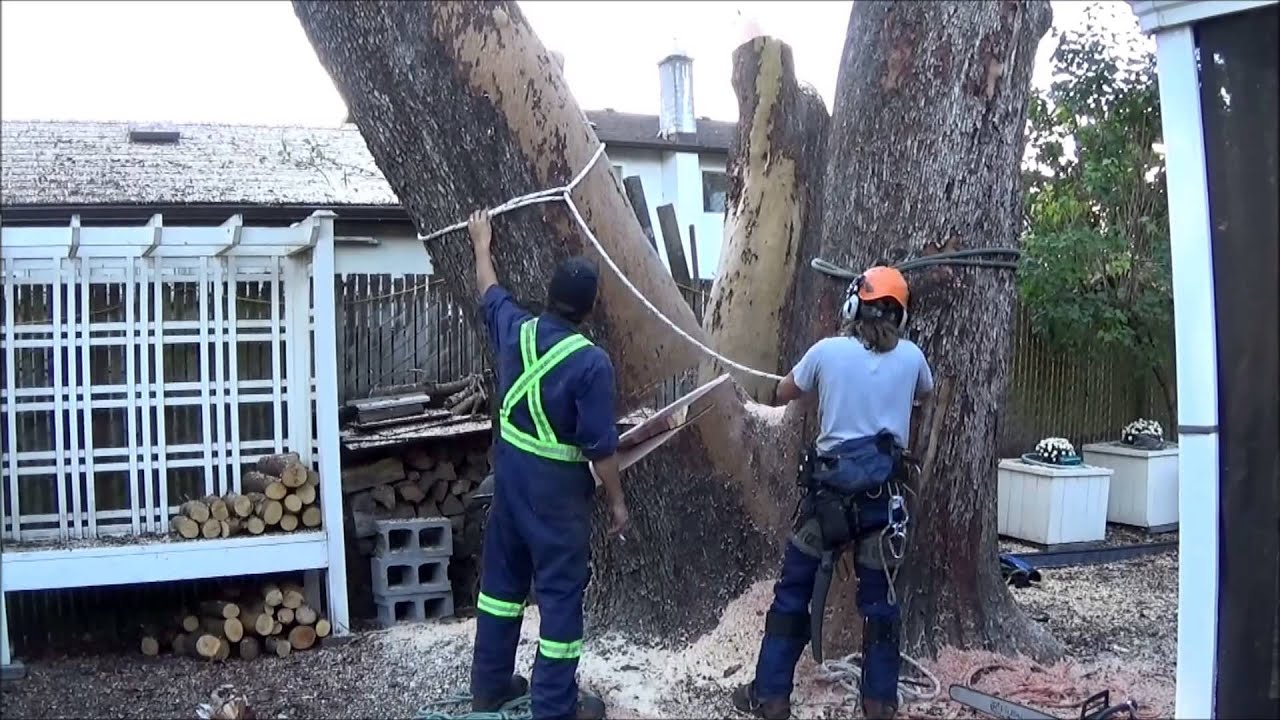 Day in the life 2, Tree-Crane work. HD. Tree services Victoria BC