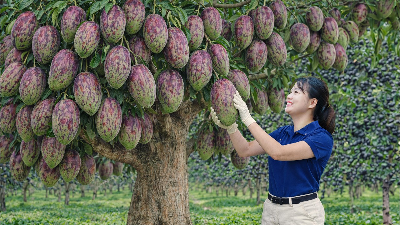 AMAZING! Harvesting Giant Purple Mangoes to Sell | The Most Profitable Fruit on the Market!