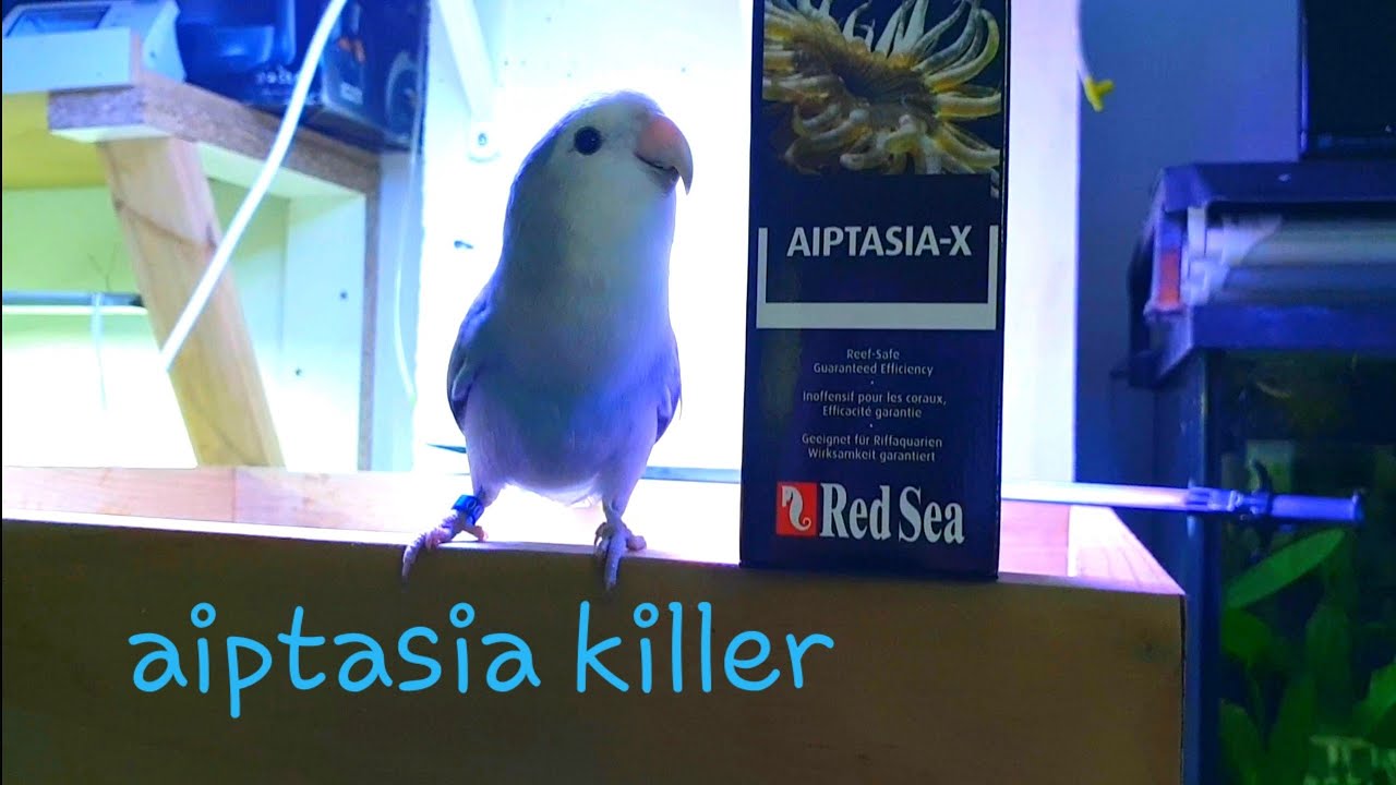 Aiptasia x / Adios a las aiptasias!!