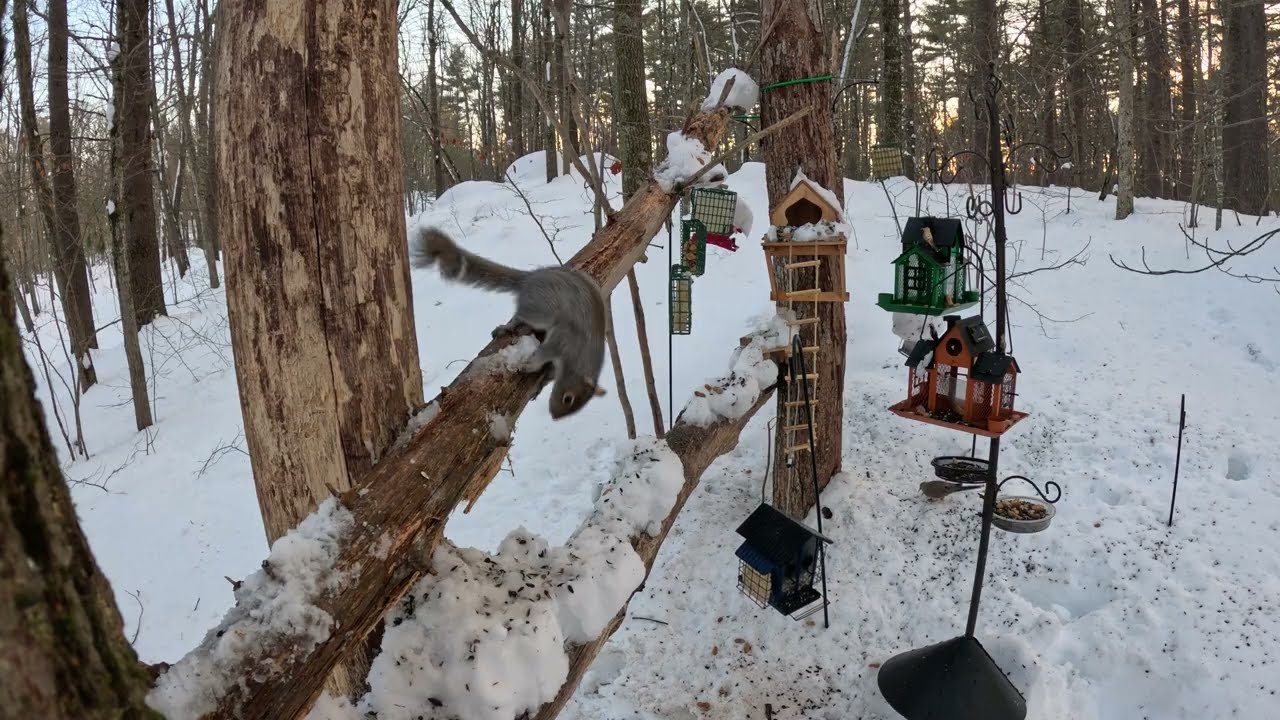 Squirrels and Birds Sunset ASMR 🐿️🐦 (Pet TV) February 25 2026