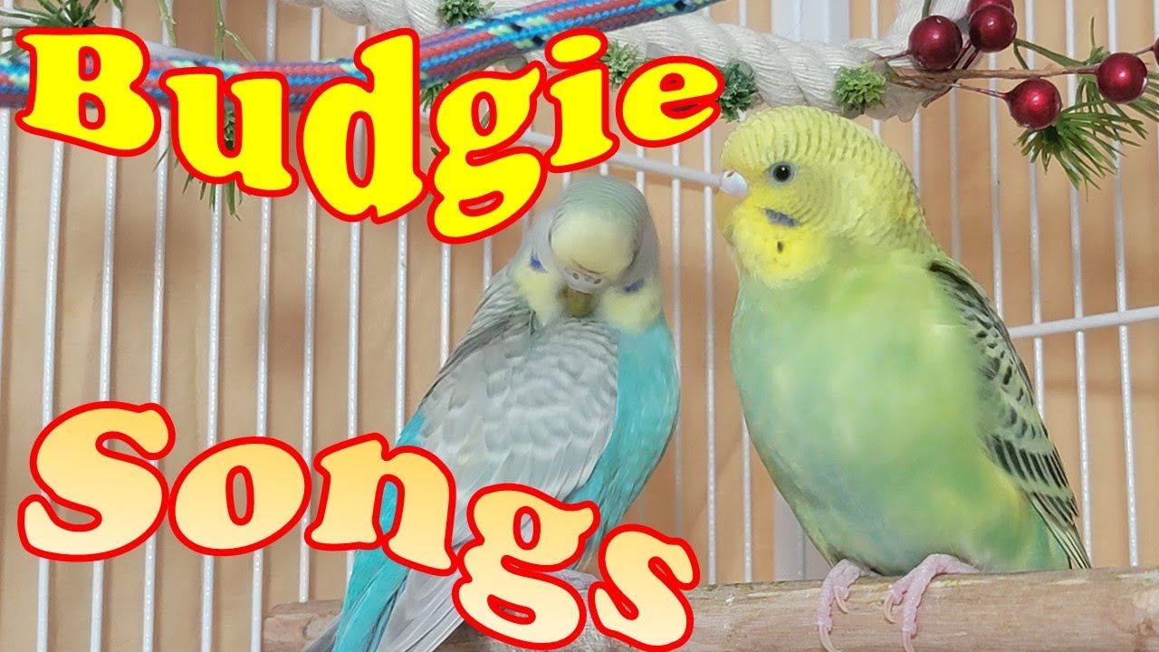 10 Hr Help Quiet Parakeets Sing Playing This, Cute Budgies Chirping. Reduce Stress of lonely Birds