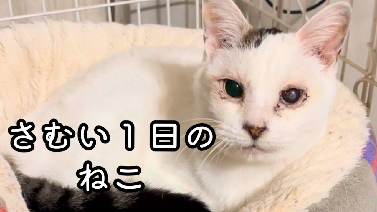 さむい１日のねこ。