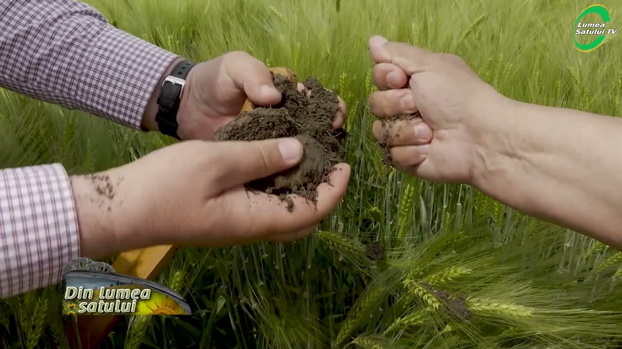 De ce ar trebui să cultivăm sorg