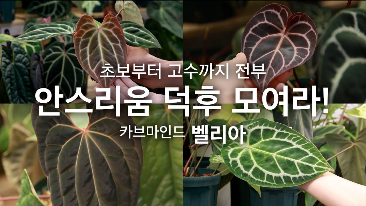 국내 하이엔드 안스리움 브리더 벨리아님 스튜디오 박살내기 ㅣ 리아봉 20% 할인 이벤트 ㅣ 안스리움 브리딩 수정 파종 꿀팁