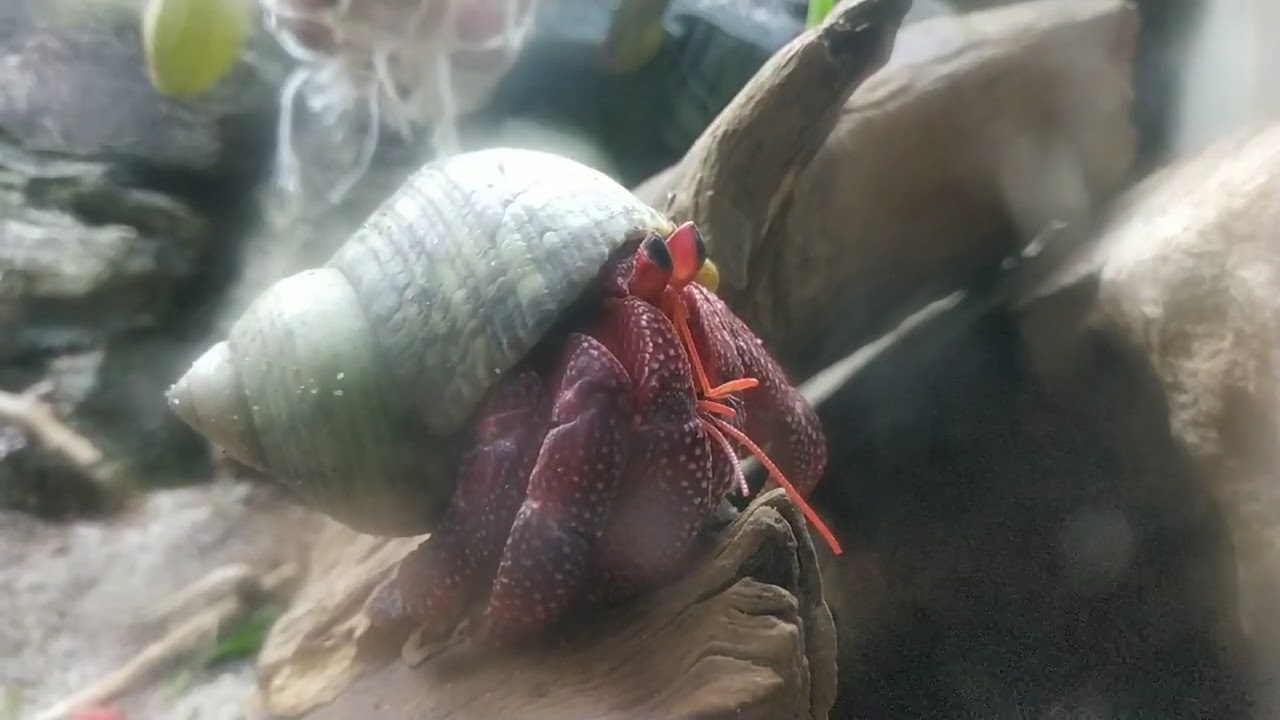 Krab pustelnik/coenobita perlatus