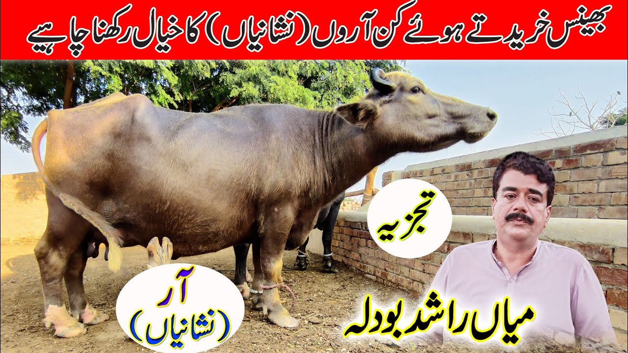 Nili Buffalos breeding farm | Mian Rashid Bodla's experiences about best buffalo farming.
