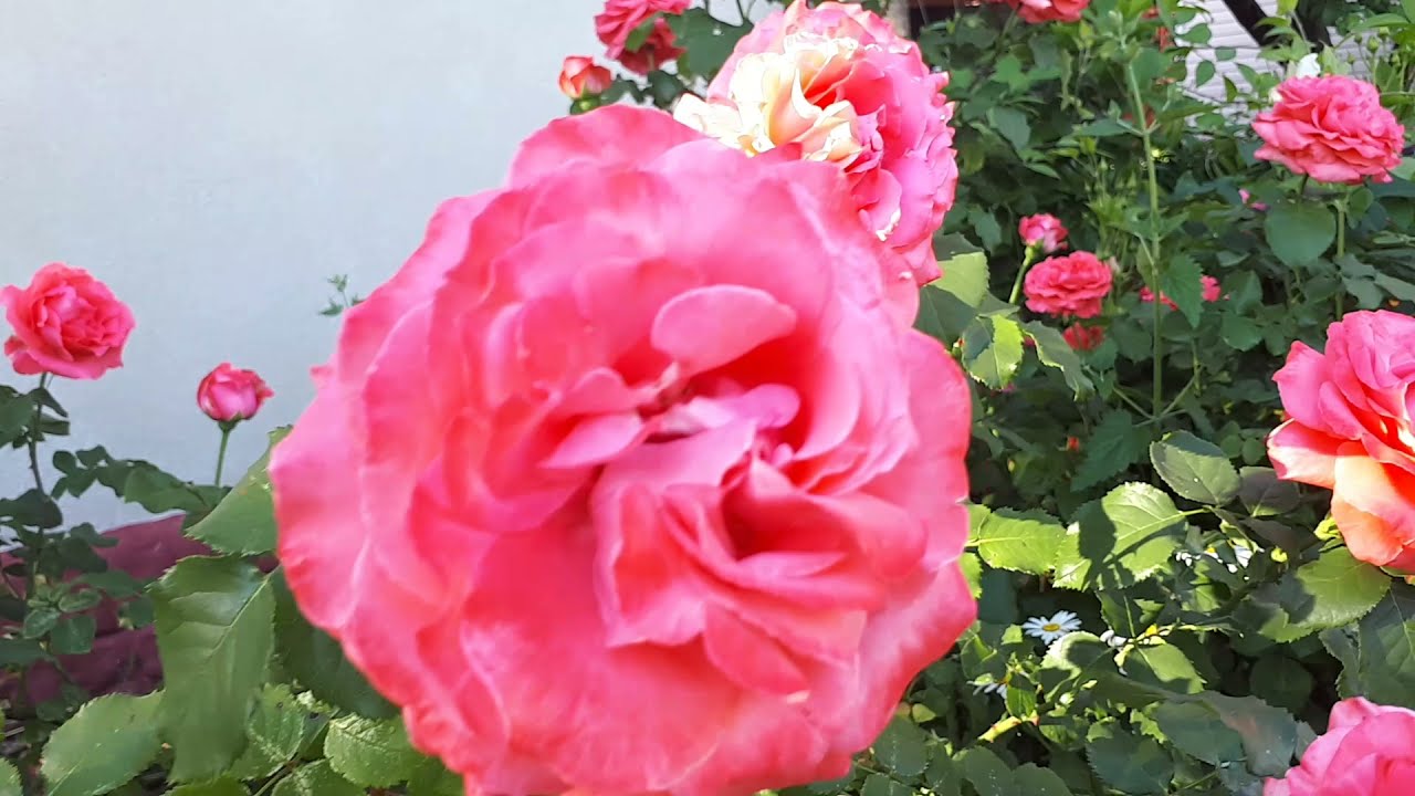 РОЗА ДИ ДИ БРИДЖУОТЕР 💖💚💜 ЦВЕТЕНИЕ В КОМПАНИИ РОКОКО 🌹🌹🌹🌹