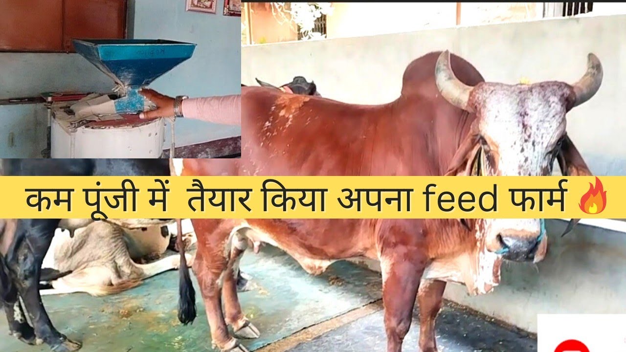कैसे करें feed farm का start-up🔥🔥 | Agro-based industry in Bihar @Pkdairytechnique #vaishali