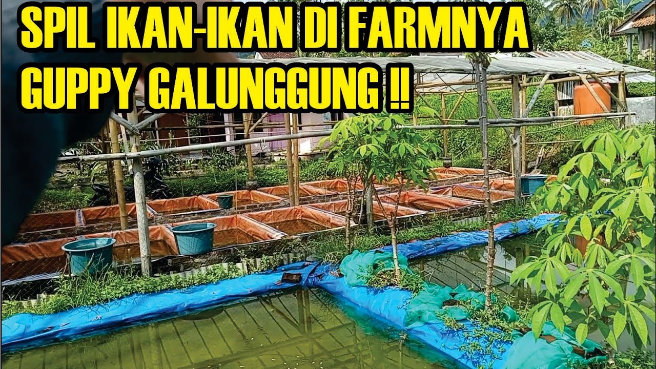 Farm ikan guppy dan molly di tasikmalaya‼️