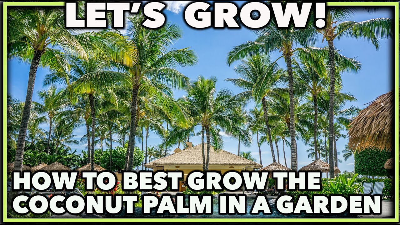 COCONUT PALM CARE