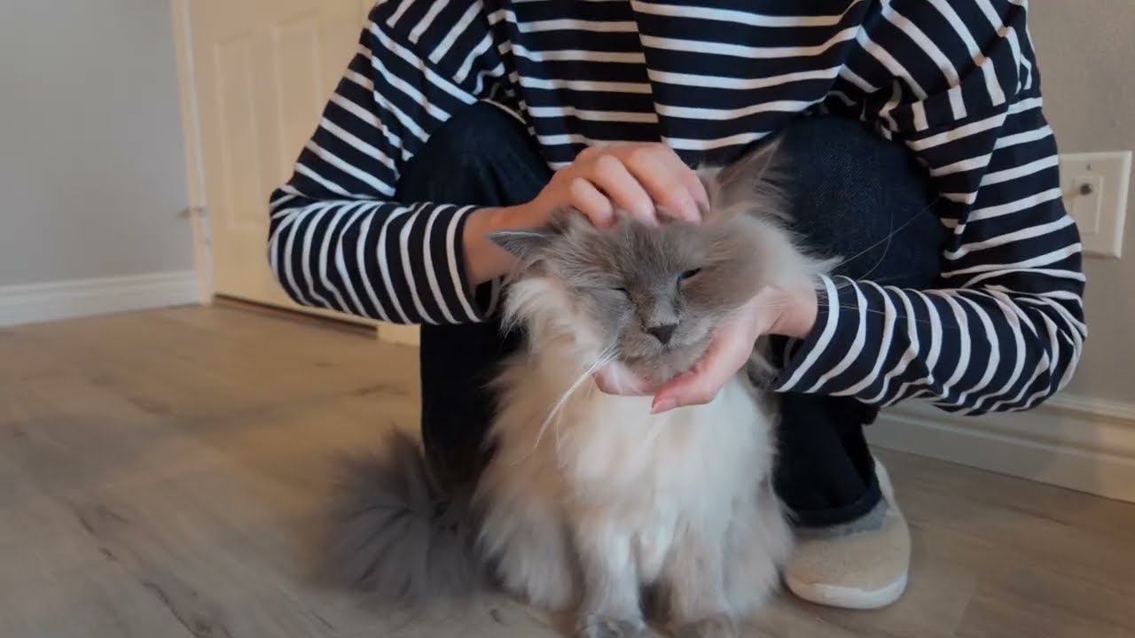 A slow morning with siberian cats ☀️