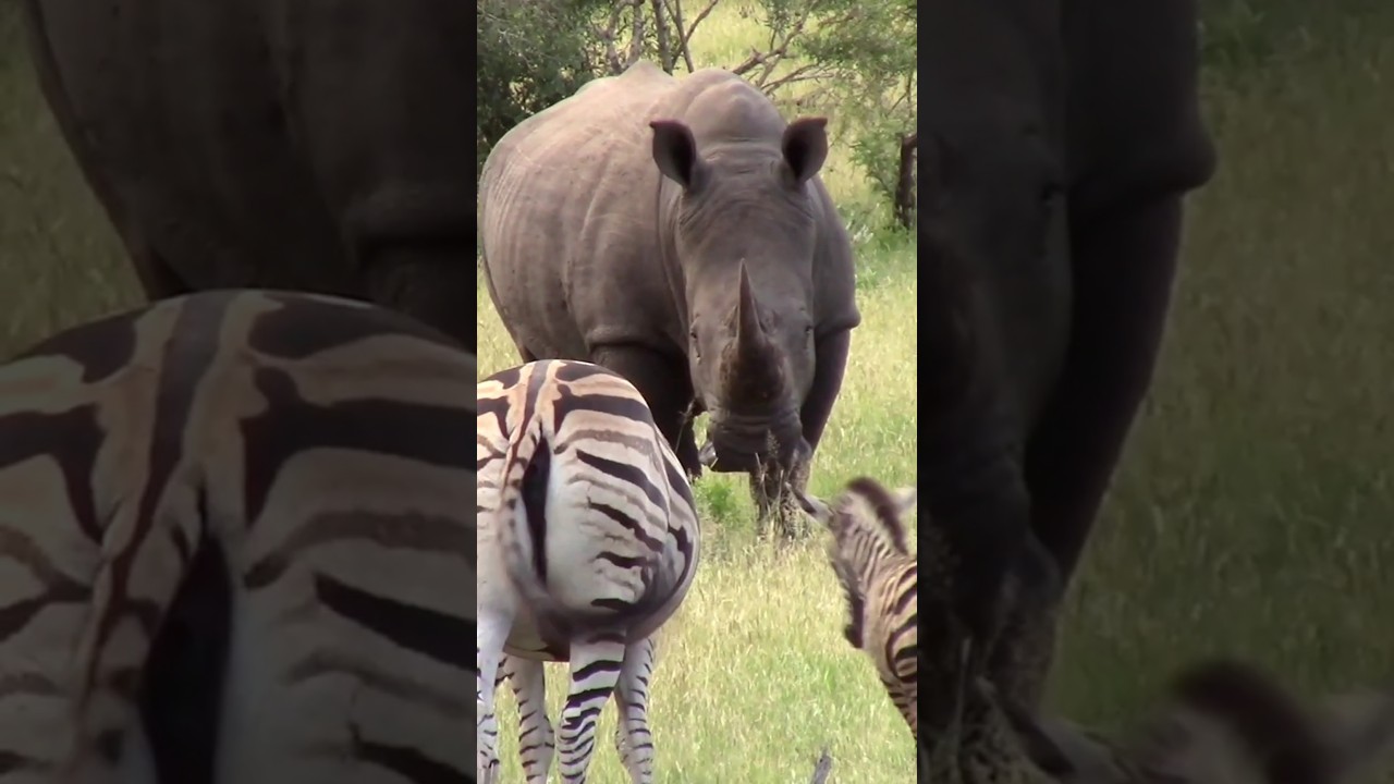 Sighting of a White Rhino and Zebras in the Kruger National Park was an incredible experience!