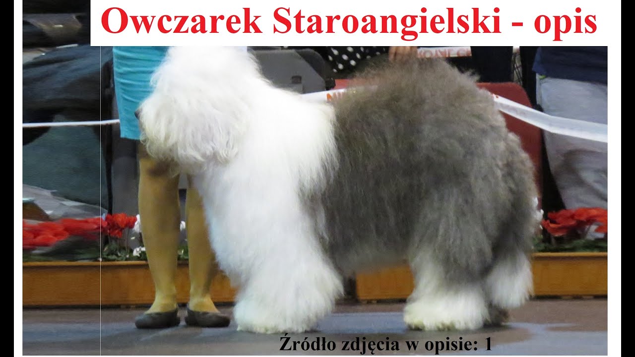 Owczarek Staroangielski Bobtail - Opis