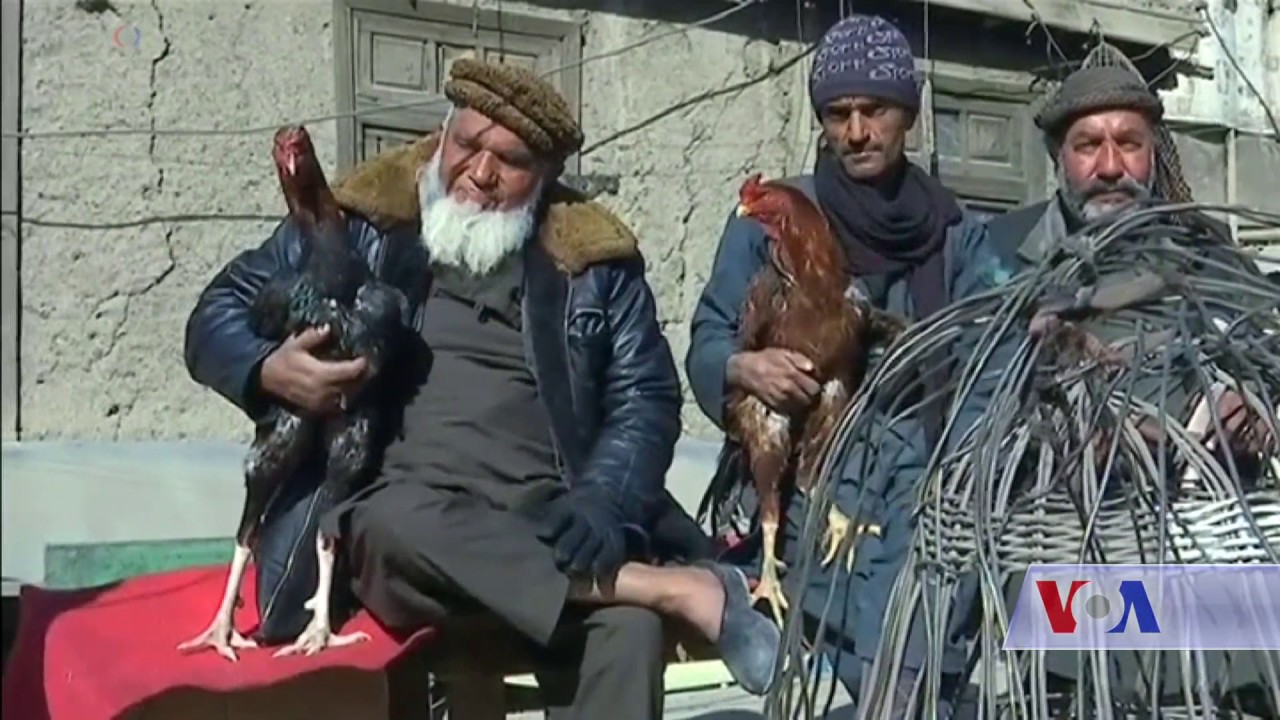 Kabul's bird market brings comfort to Afghans - VOA Ashna