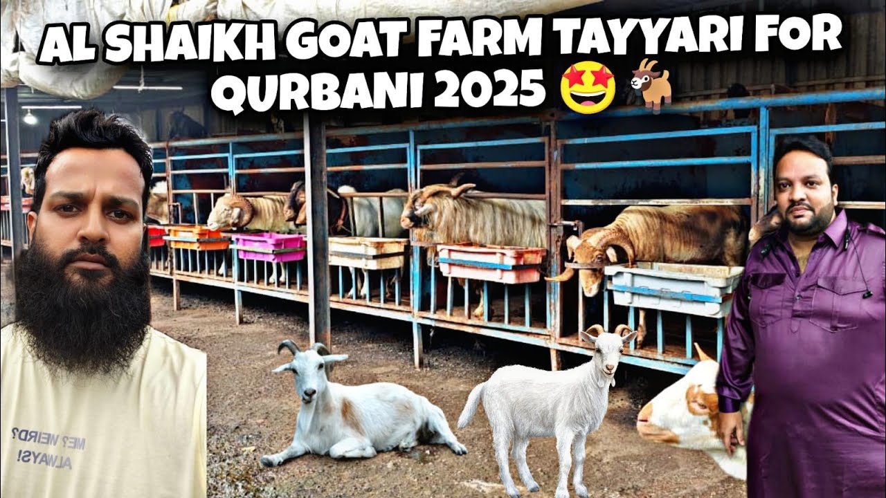 AL SHAIKH GOAT FARM 🐐 KI ZABARDAST TAIYARI FOR QURBANI 2025 ANDUL BAKRO  CAGE FULL HOGAYA BAKREBAAZ