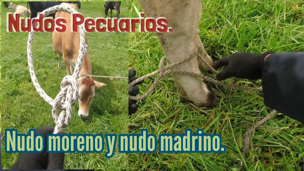 Técnicas básicas de sujetar Bovinos (Vídeo 2). Nudo moreno y nudo tipo cadena. #Ganaderíaymuchomás