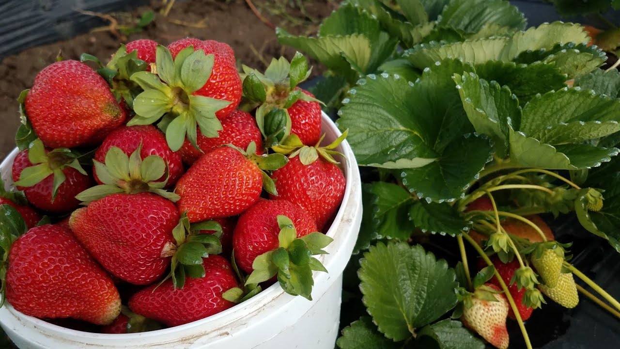 สตรอว์เบอร์รี่ใหญ่ยักษ์พันธุ์ Albion สดๆจากไร่หวานกว่านี้ไม่มีอีกแล้ว🍓CA, USA