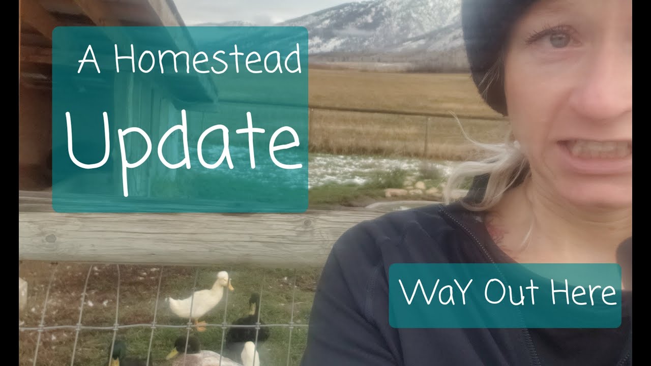 A Homestead Update | Things Go Wrong Sometimes - WaY Out Here