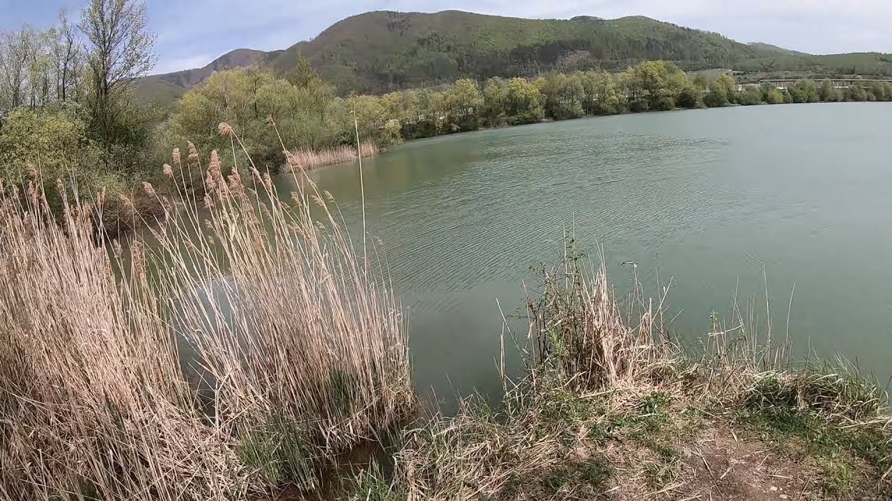 Kapři ve větru