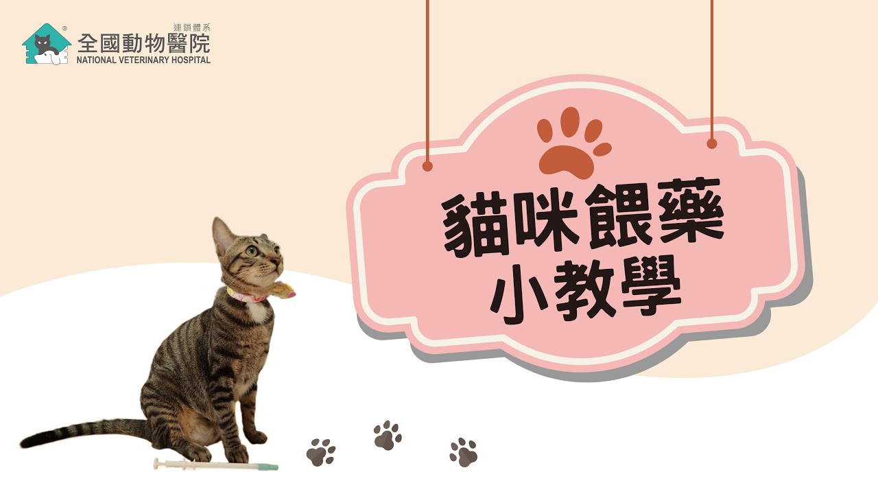 全國動物醫院連鎖體系│奴才技能必備！獸醫師教你如何輕鬆餵貓咪吃藥