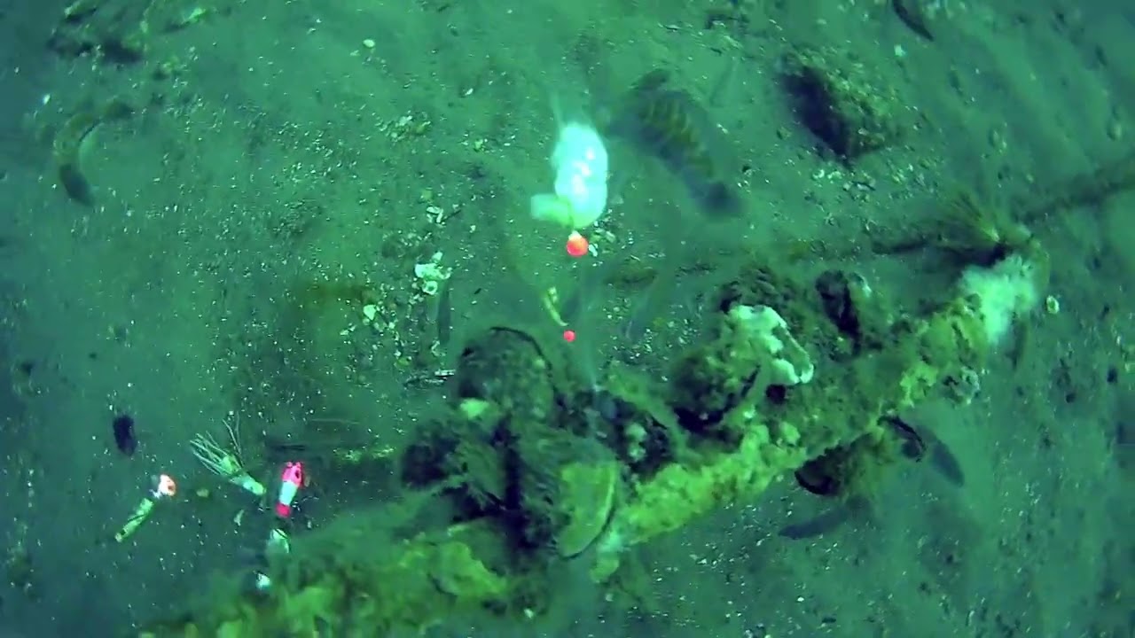 fishing the sea girt reef , a underwater camera view with the waterwolf 2.0