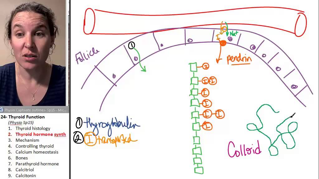 Thyroid 2- Thyroid hormone production