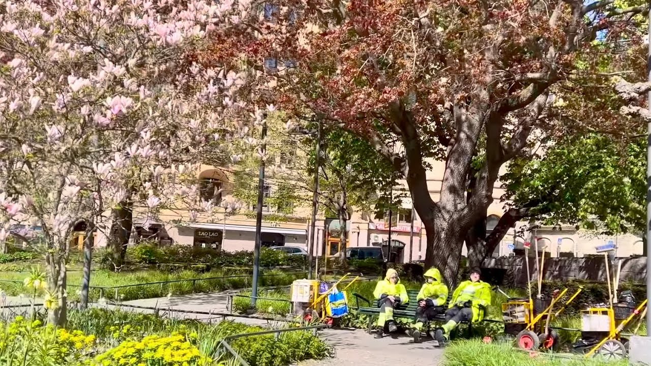 Stockholm Walks: Norra Bantorget. Blossoms on a colorful spring morning. 
