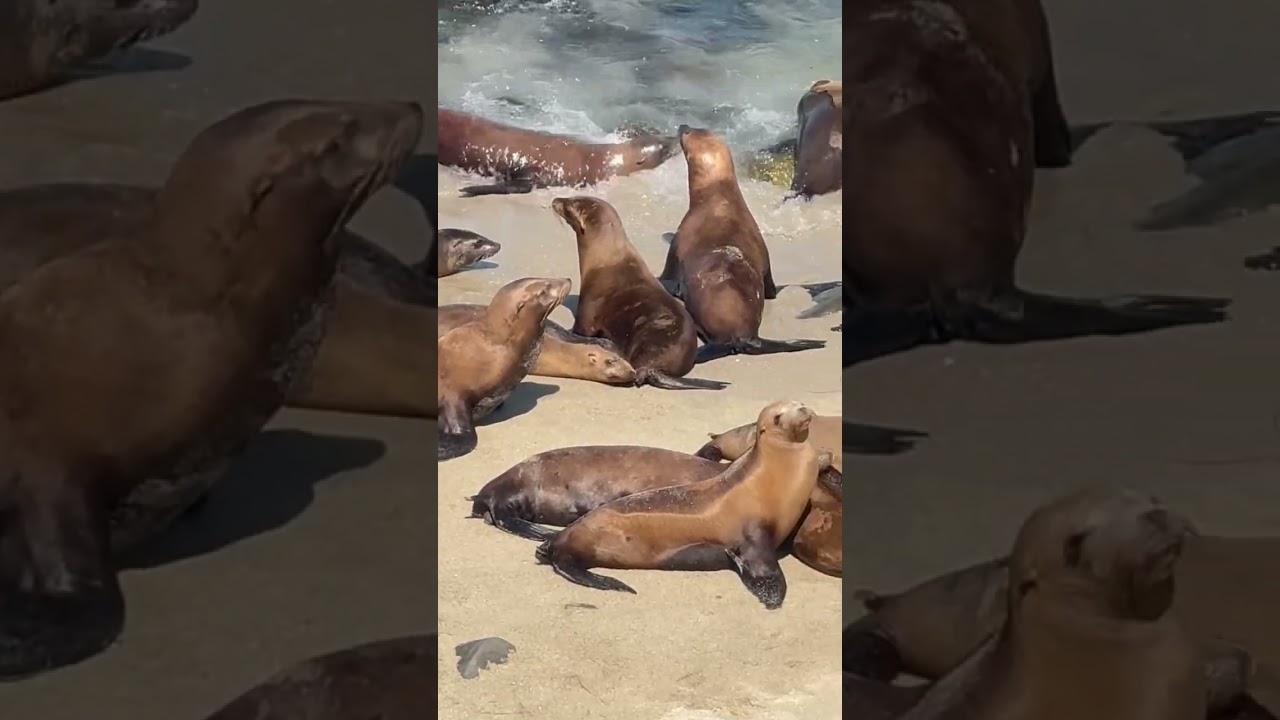 There Seals ararararrararaoooo!!!!!