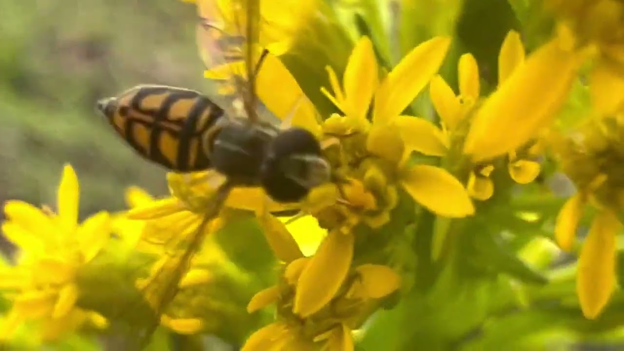 Houston Inspira - Alief Art House- Traigo Flores Que Son Medicina (English Version)